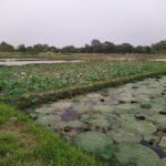 makhana plant