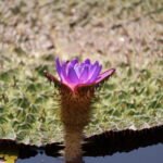 Makhana Flower